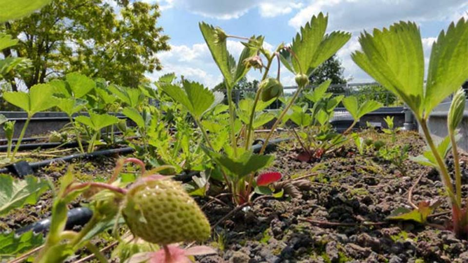 Erdbeeren auf dem Dach