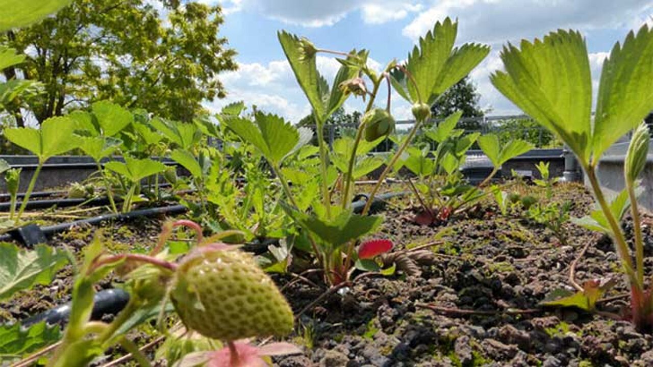 Erdbeeren auf dem Dach