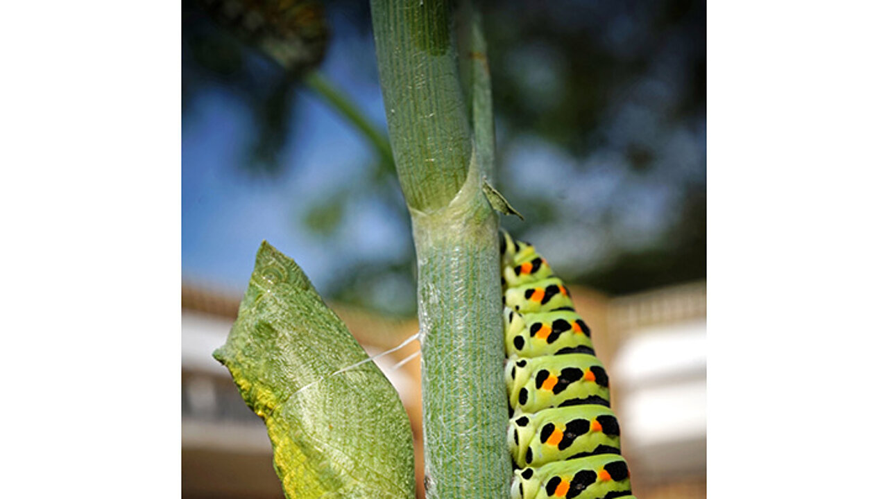 Schmetterlinge