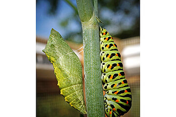 Schmetterlinge