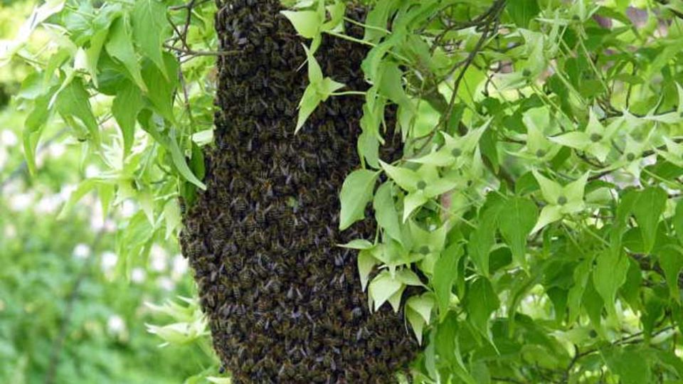 Bienenschwarmtraube