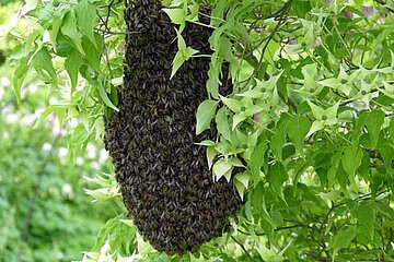 Bienenschwarmtraube