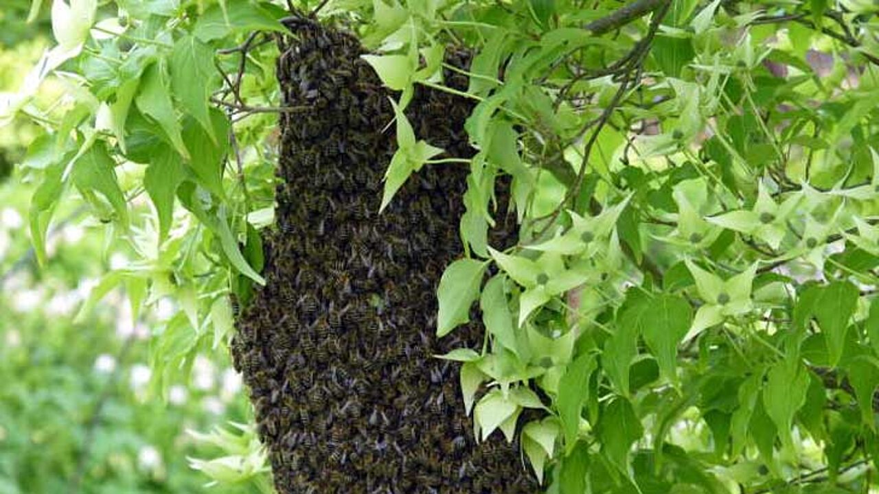 Bienenschwarmtraube