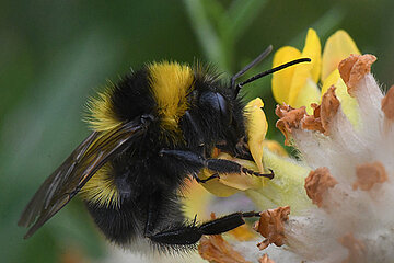 Gartenhummel