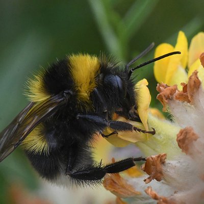 Gartenhummel
