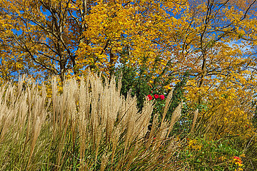 Image-22921