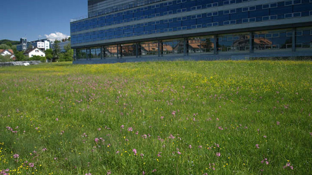 Bunte Wiese