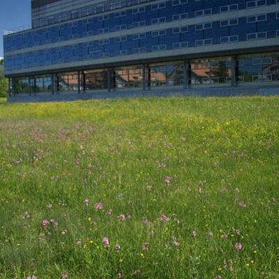 Bunte Wiese