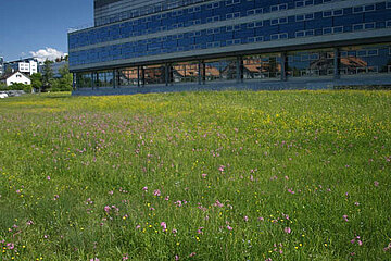 Bunte Wiese