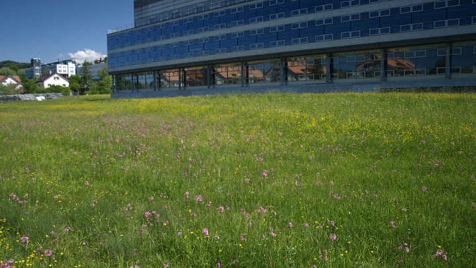 Bunte Wiese