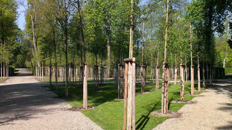Ulmen im Schlossgarten