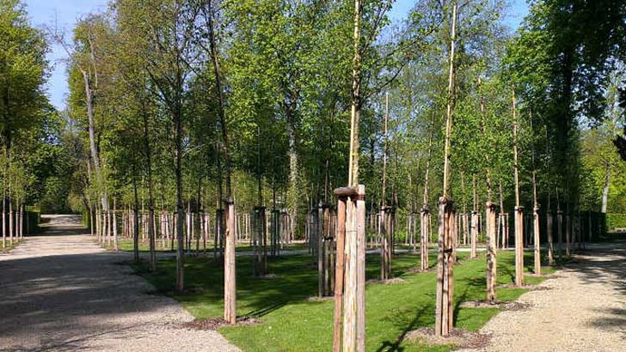 Ulmen im Schlossgarten