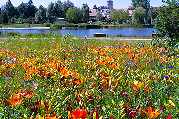 Lilien