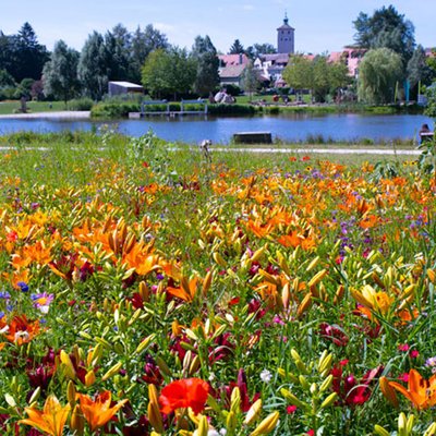 Lilien