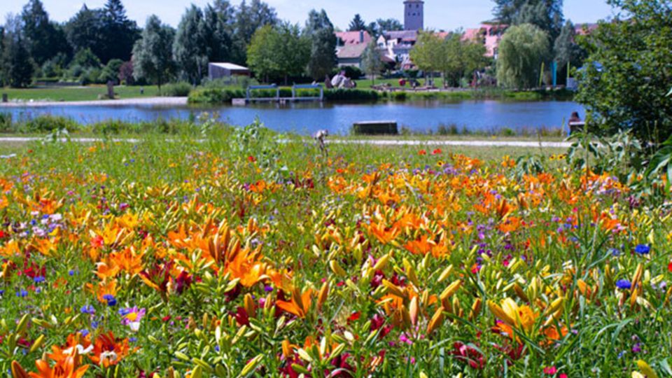 Lilien