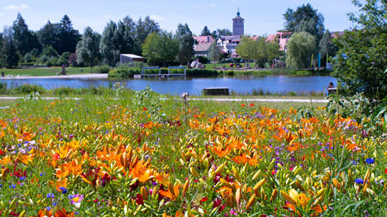 Lilien