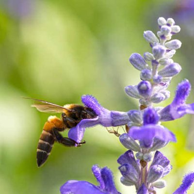 Naturgarten