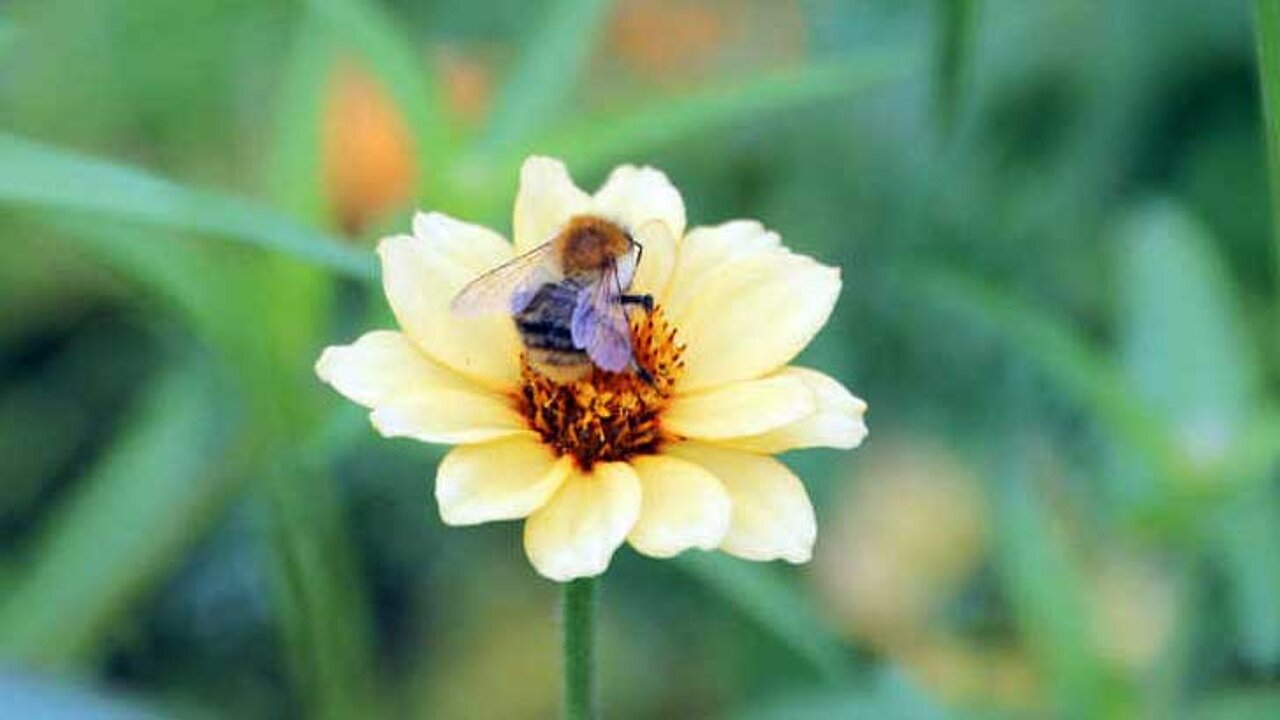 Bienen