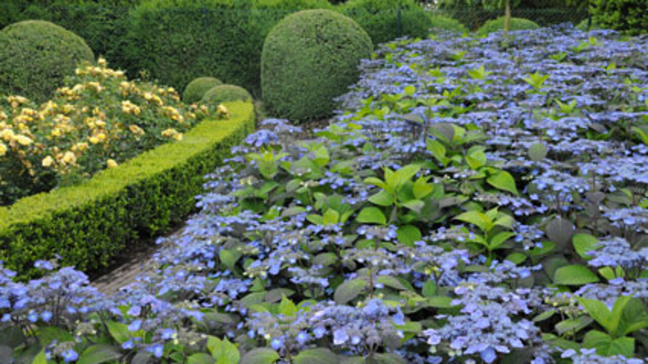 Blütenfülle in allen Variationen