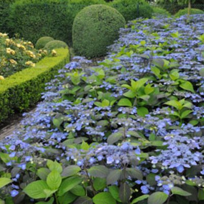 Blütenfülle in allen Variationen