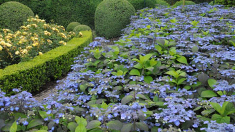 Blütenfülle in allen Variationen