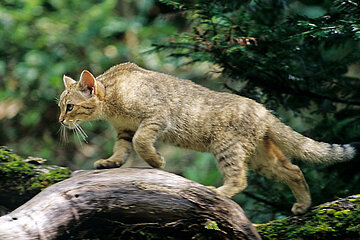 Wildkatze
