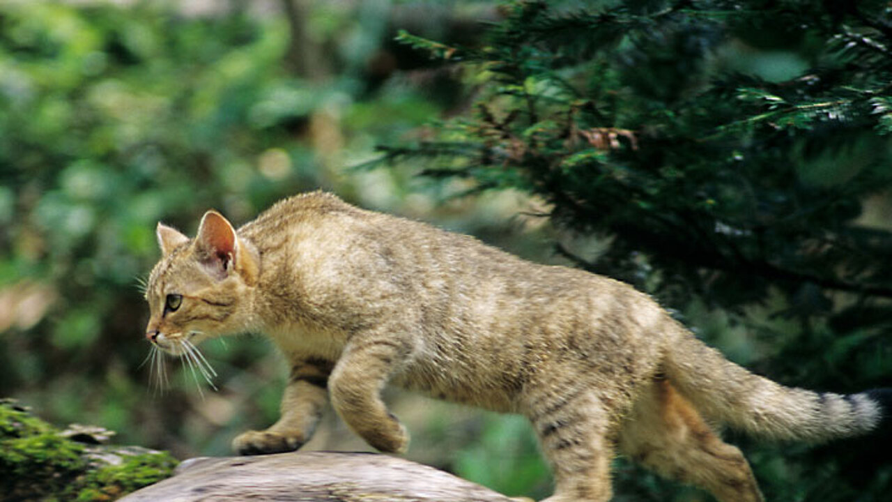 Wildkatze