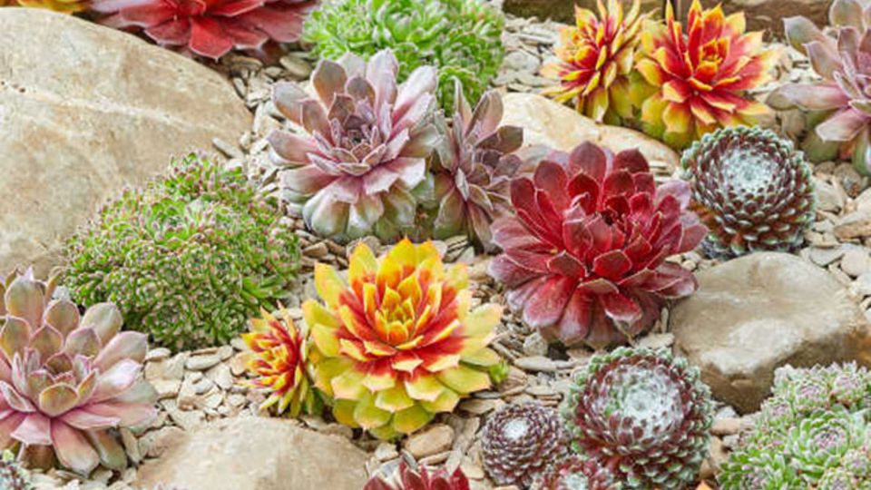 Sempervivum Chick Charms