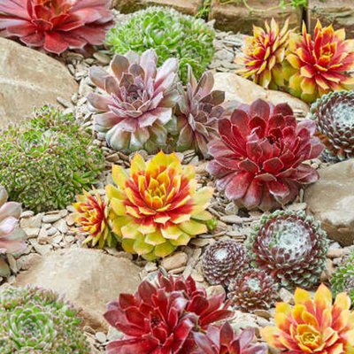 Sempervivum Chick Charms