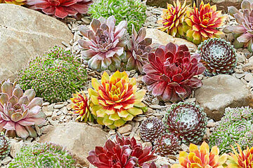 Sempervivum Chick Charms