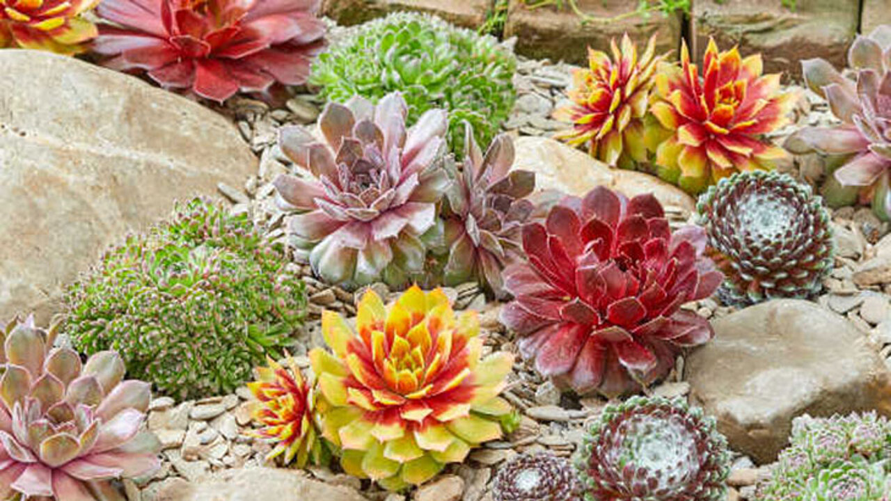 Sempervivum Chick Charms