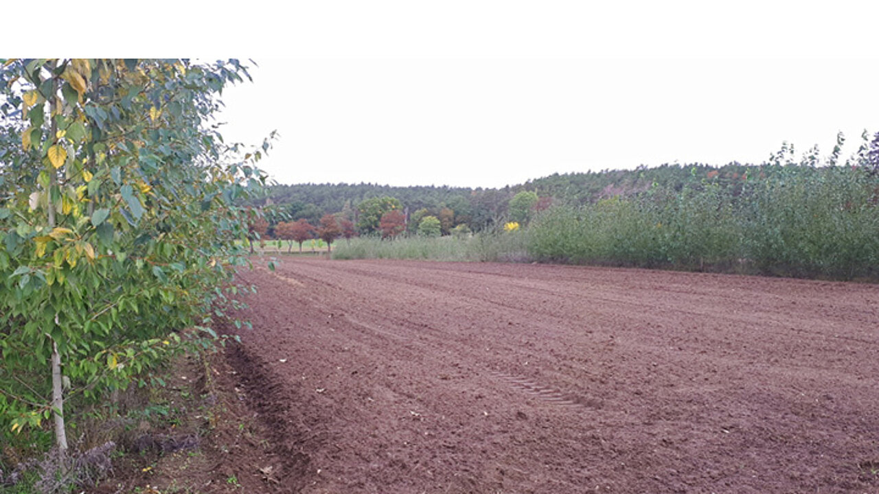 Agroforstsystem