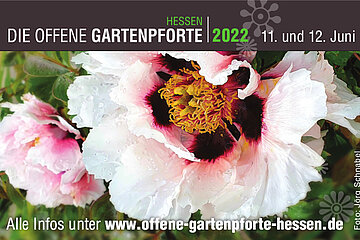Image-14636