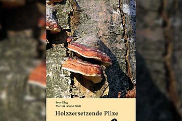 Holzzersetzende Pilze