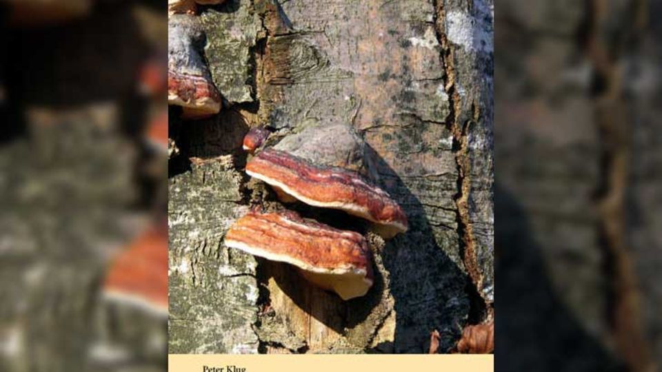 Holzzersetzende Pilze