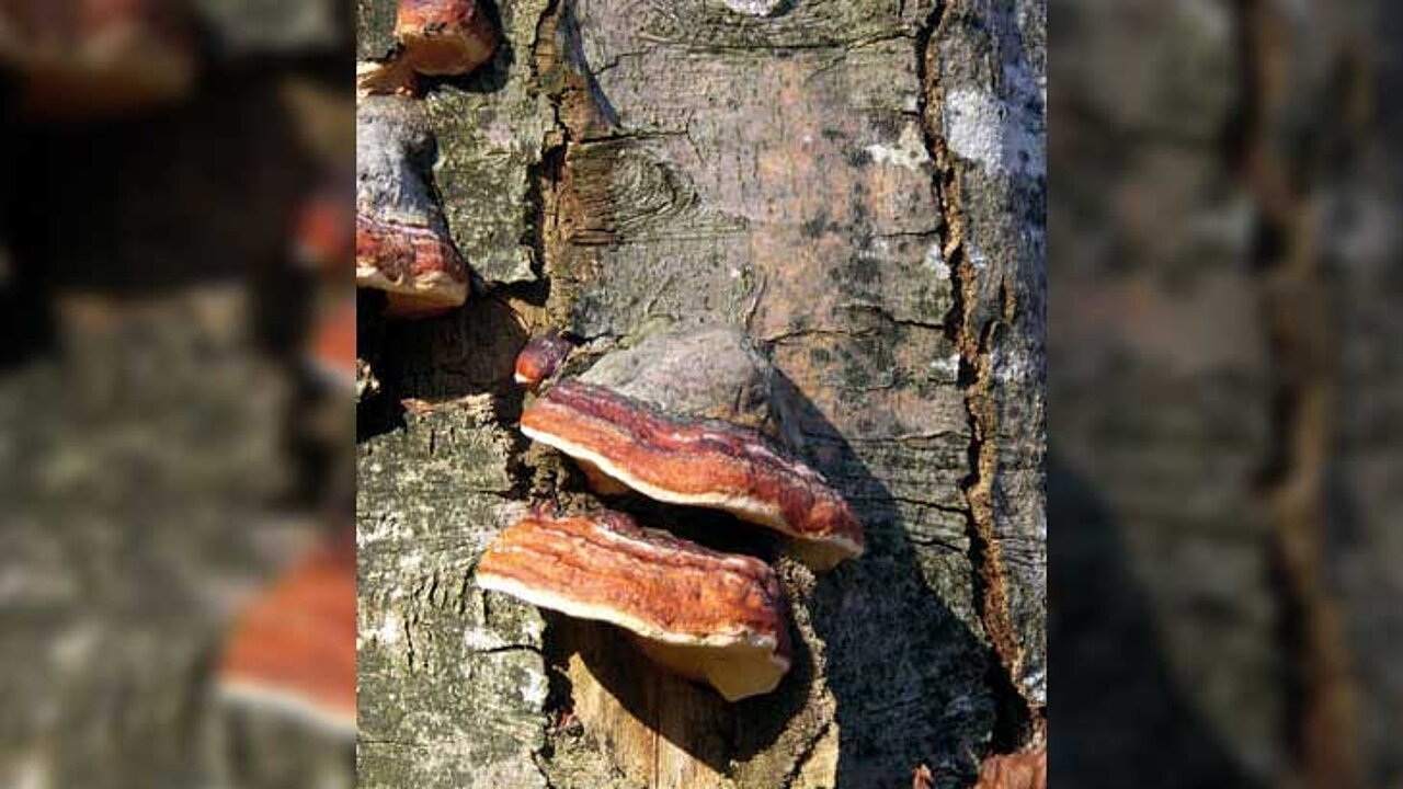 Holzzersetzende Pilze