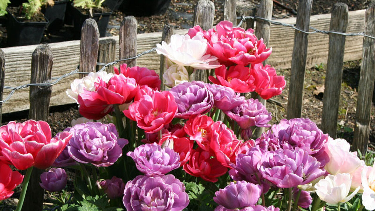 Staudenbeet