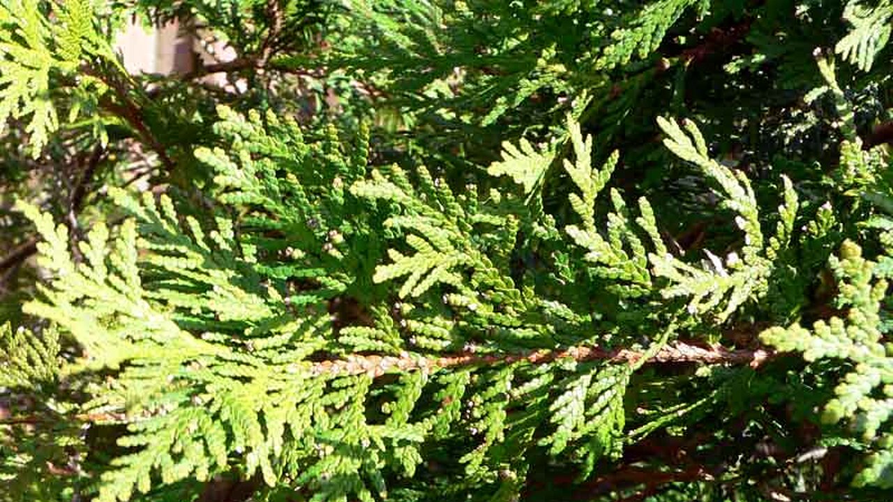Thuja mit braunen Spitzen