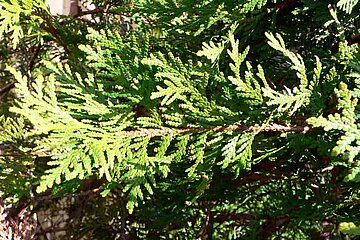 Thuja mit braunen Spitzen
