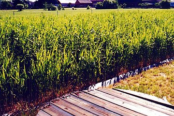 Pflanzenkläranlagen
