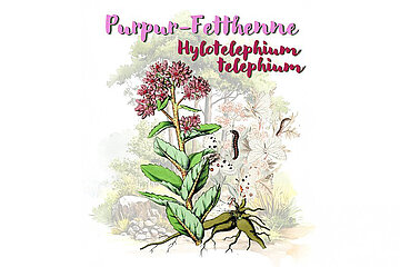 Purpur-Fetthenne