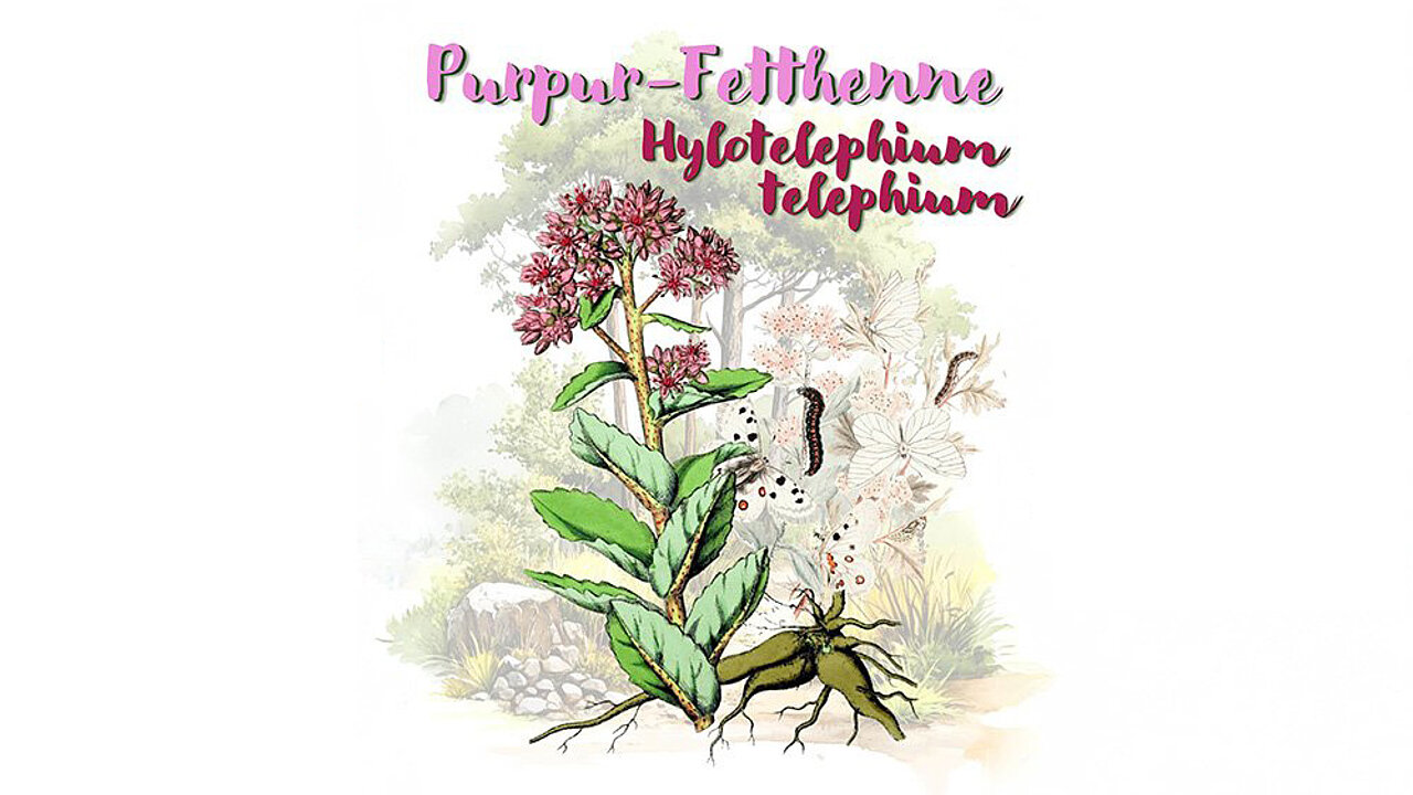 Purpur-Fetthenne