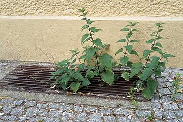 Brennnessel an Gehweg