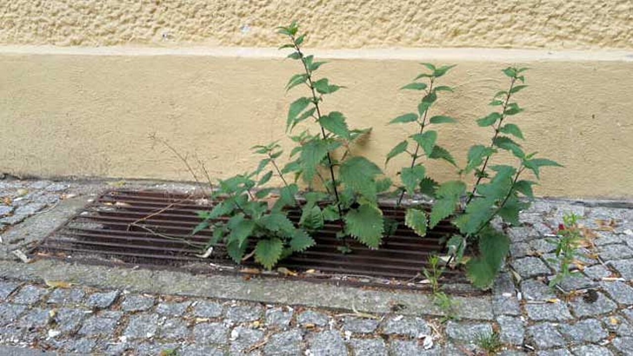 Brennnessel an Gehweg