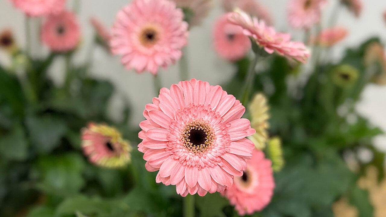 IPM Neuheiten - Garden Gerbera Garvinea