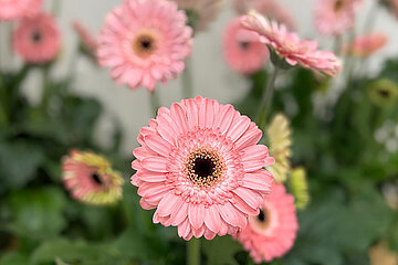 IPM Neuheiten - Garden Gerbera Garvinea