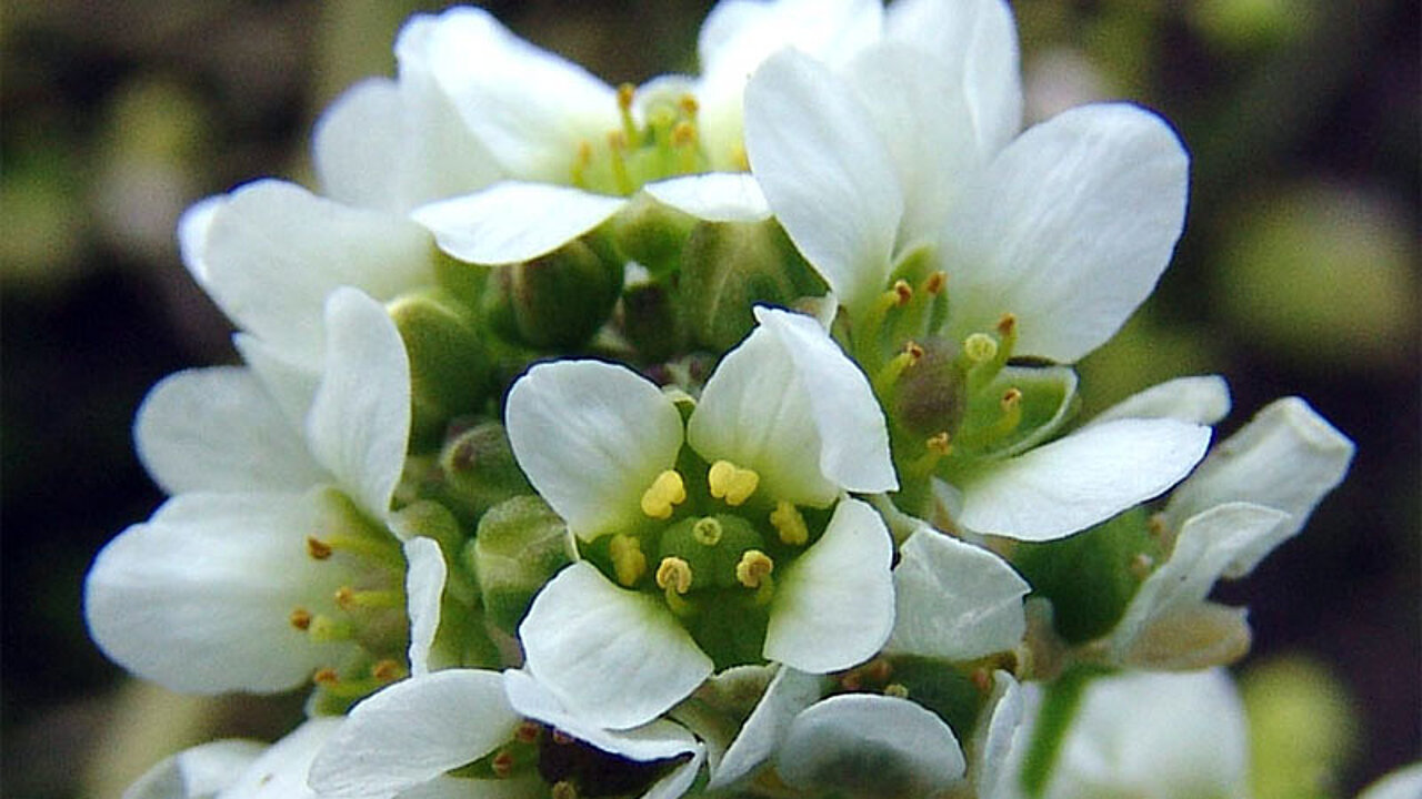 Löffelkraut