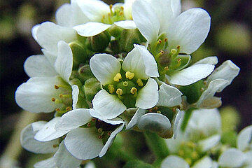 Löffelkraut
