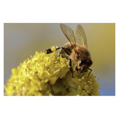 Biene auf der Blüte