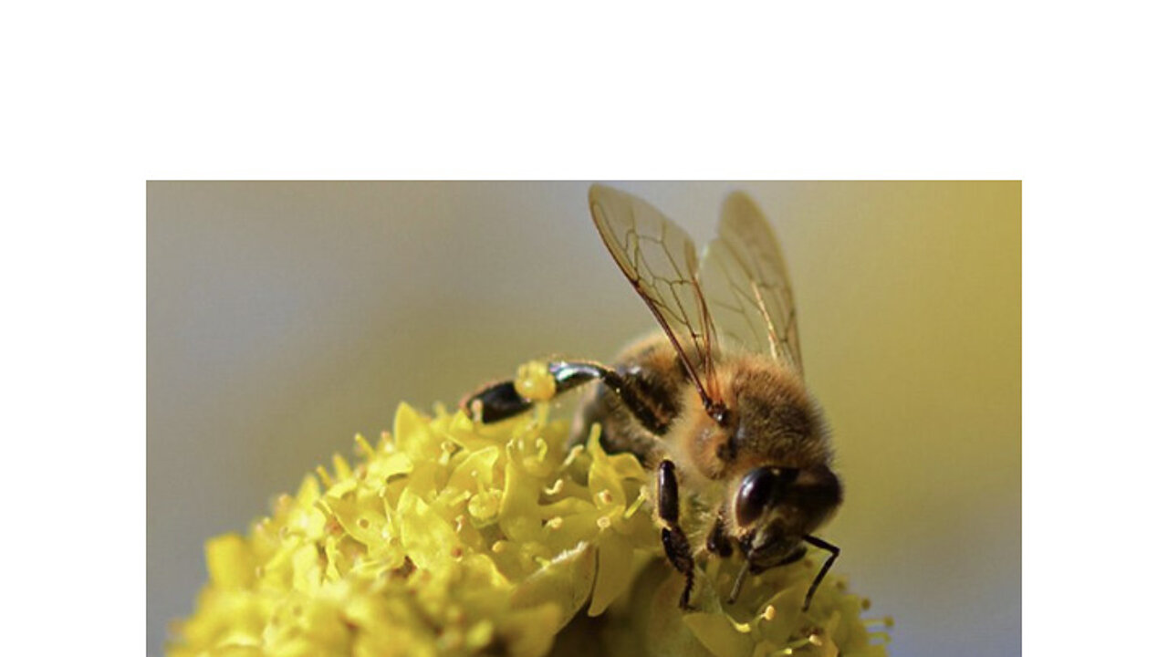 Biene auf der Blüte